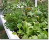 Regular Monthly Greenhouse Visit