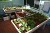 A Personal Visit to our Greenhouse - Regular Hours